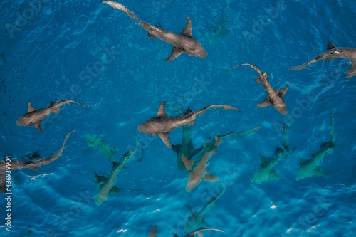 Aerial view of sharks swimming freely in the Indian Ocean near Vaavu Atoll, Dhiggiri, Felidhu, Maldives. photo