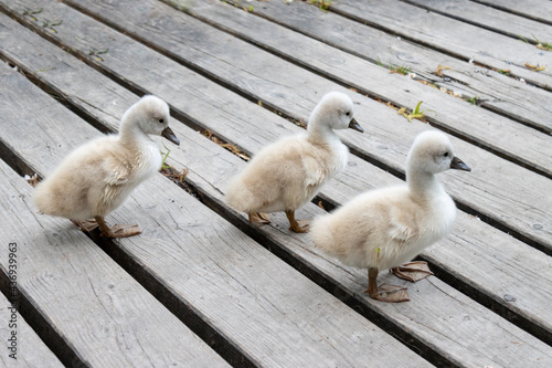 Three baby swans taking their first steps in the same direction