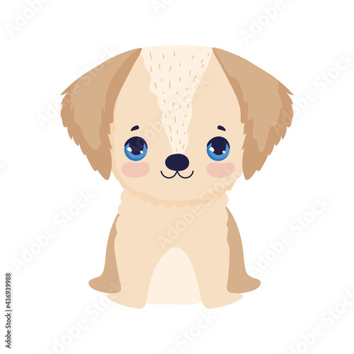 funny little dog