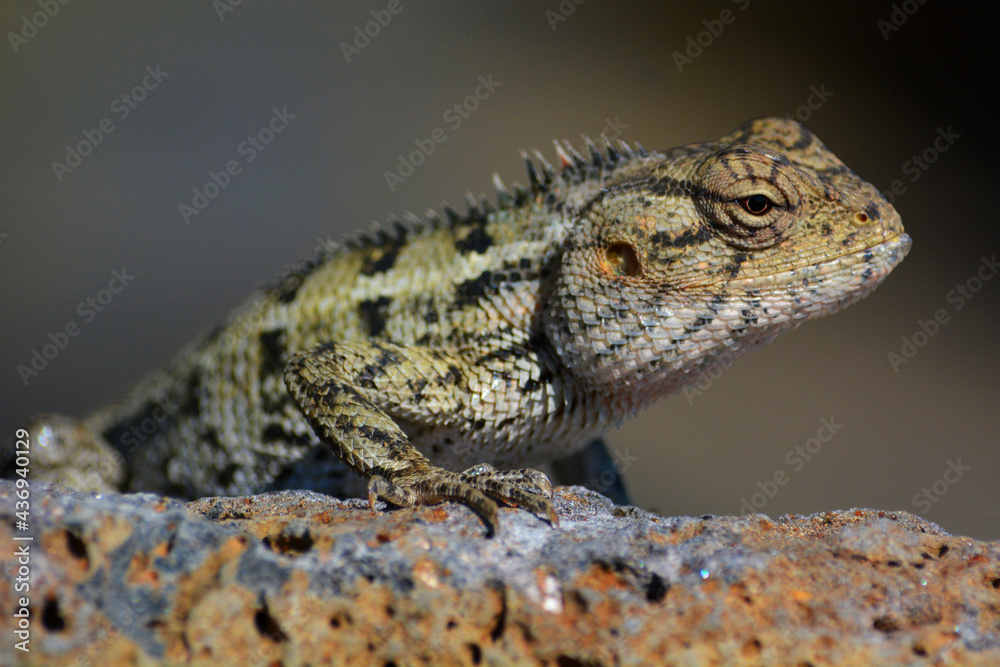 Fototapeta premium Lucertola