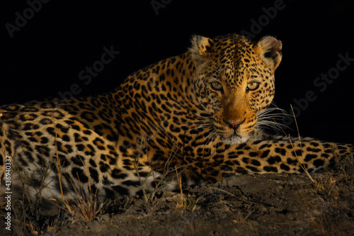 Leopardo