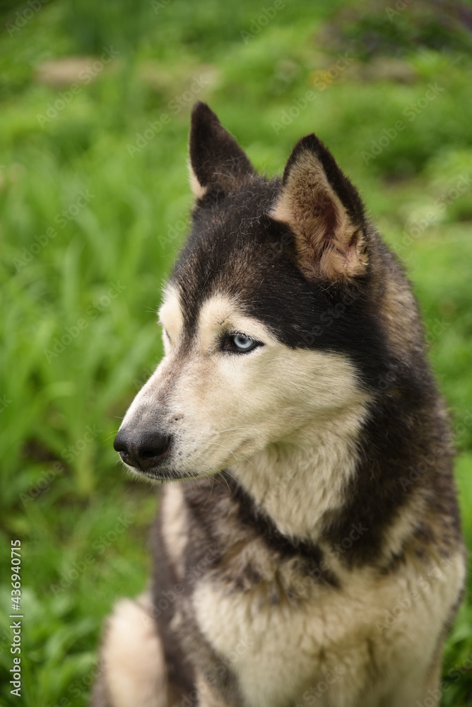 Blue-eyed dog Siberian Husky breed sits in green grass