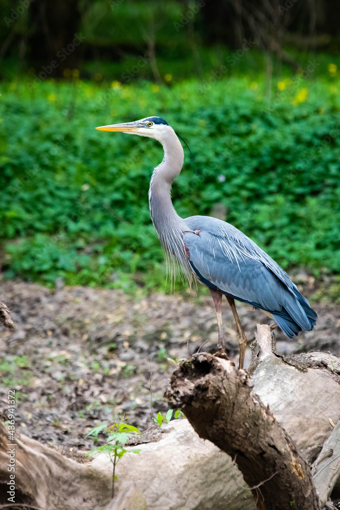 Big adult Blue Heron standing on tree in the forest Big adult Blue Heron standing on tree in the forest