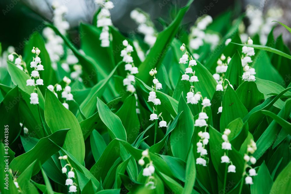 Beautifyl group of Lily of the valley spring flowers in the forest Beautifyl group of Lily of the valley spring flowers in the forest