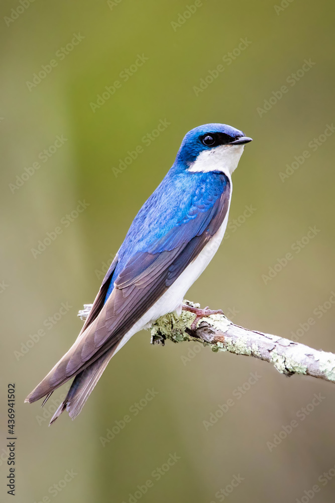 Beautiful tree swallow close up portrait on the tree Beautiful tree swallow close up portrait on the tree