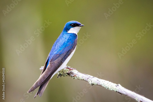Beautiful tree swallow close up portrait on the tree