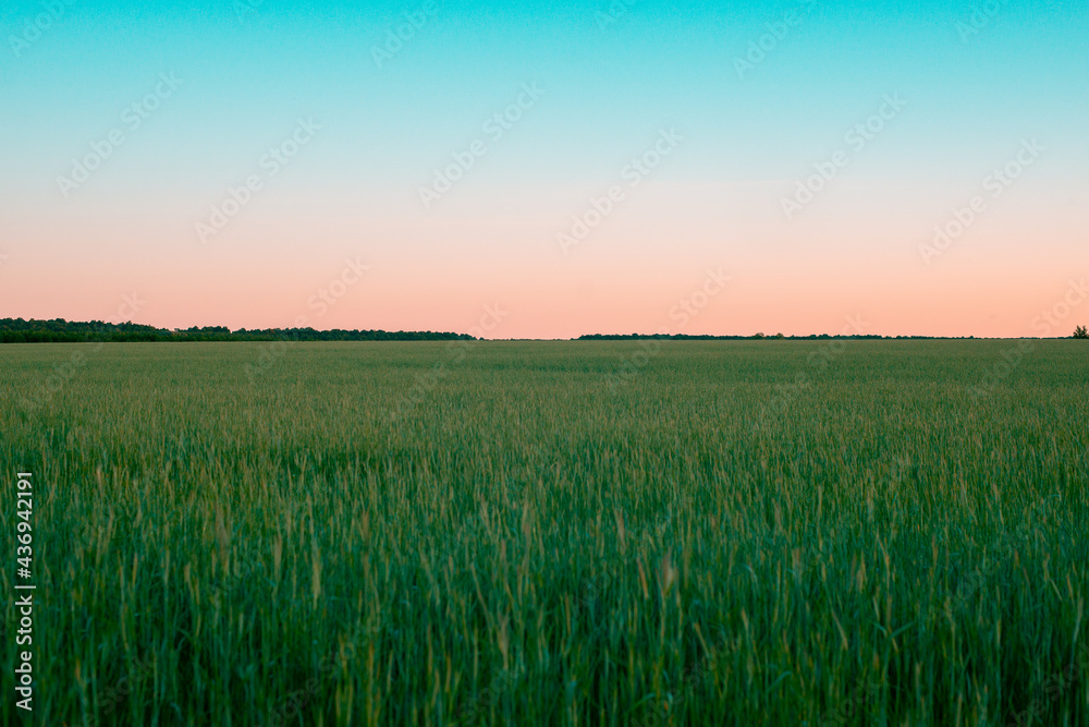 Green field and pink sunset.