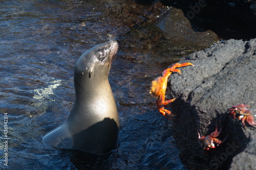 Sea lion in a tidal pool beside a Sally lightfoot crab at Punta Espinoza, Fernandina Island, Galapagos, Ecuador photo