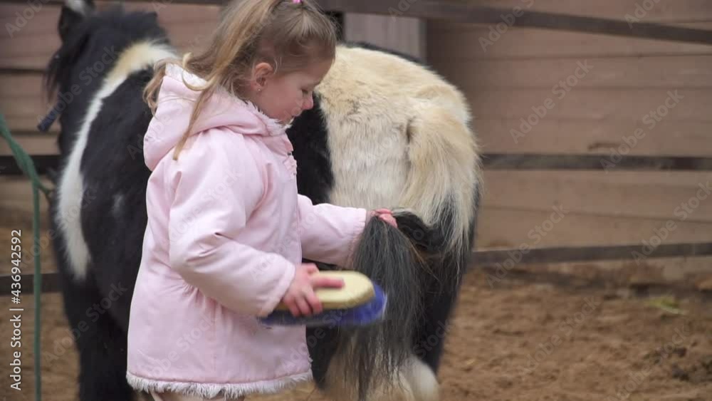 A little cute girl is combing a pony's mane. The child and the horse are friends. Children's horse riding. High quality FullHD footage A little cute girl is combing a pony's mane. The child and the horse are friends. Children's horse riding. High quality FullHD footage