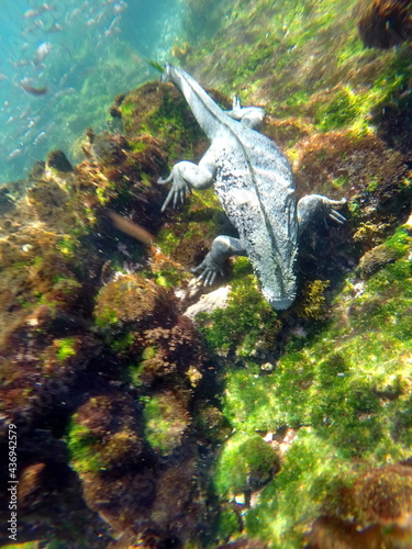 Marine iguana eating seaweed at Punta Espinoza, Fernandina Island, Galapagos, Ecuador photo