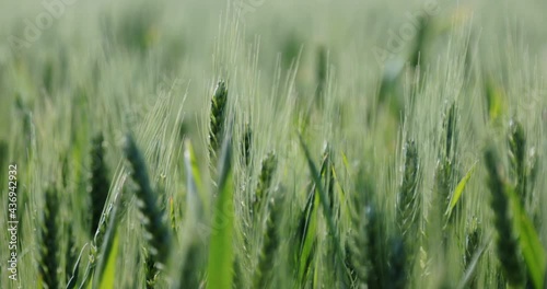 Slowly moving with a forward motion towards a couple of wheat sticks gently swinging in the wind in the middle of a large field photo