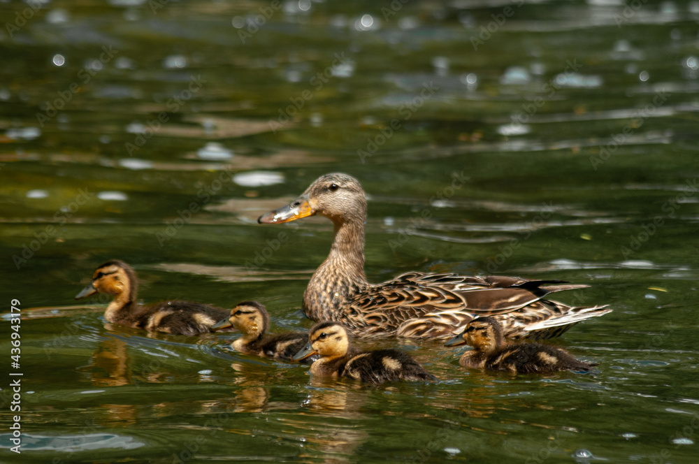 Mother duck and ducklings swimming Mother duck and ducklings swimming
