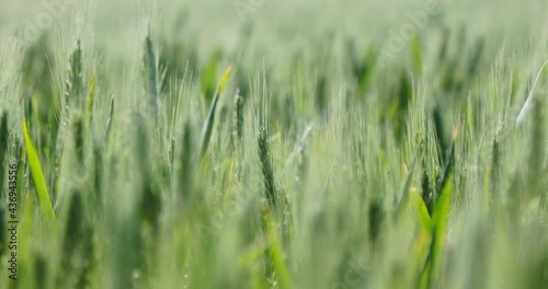 Close up shot of a large and vast wheat field with the wheat violently swinging on a very windy day. change of focus