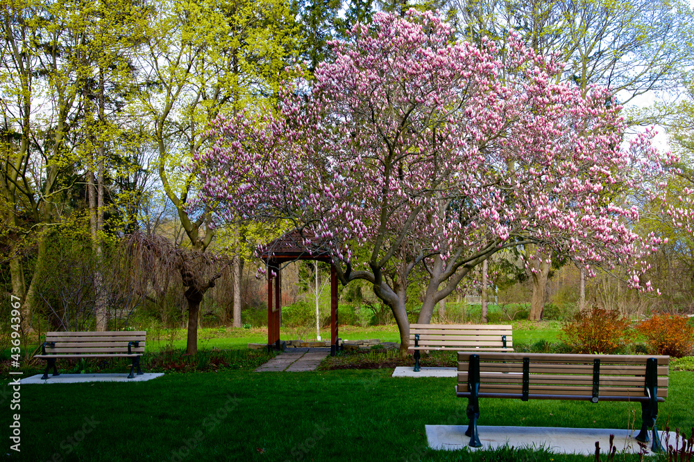 Wooden benches under a blossoming magnolia tree in a public garden on a sunny spring day. Wooden benches under a blossoming magnolia tree in a public garden on a sunny spring day.