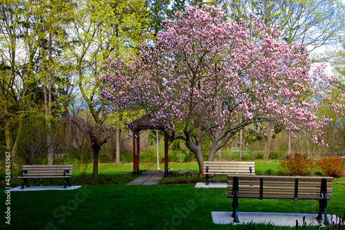 Wooden benches under a blossoming magnolia tree in a public garden on a sunny spring day.
