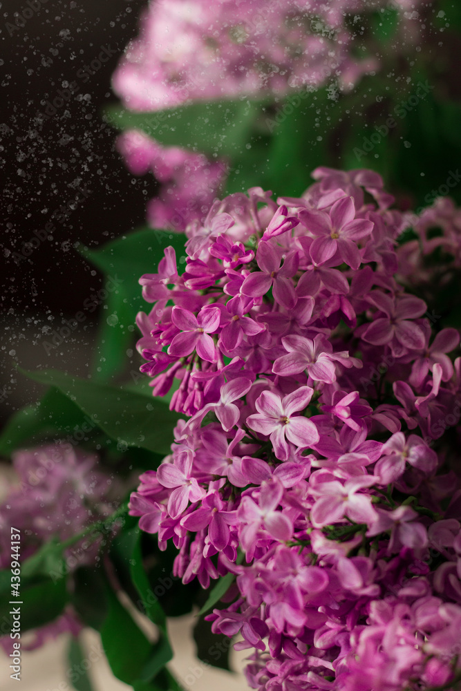 Lush bouquet of pink lilacs. Home atmosphere. Sunlight 
