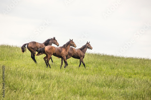 Schilderij op canvas Three yearling horses running in a pasture with a white sky.