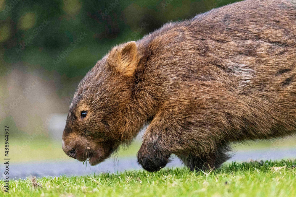 Fototapeta premium Wombat