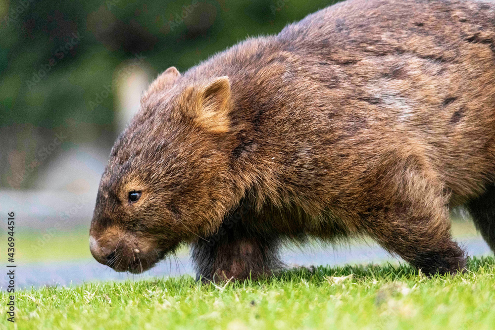 Fototapeta premium Wombat