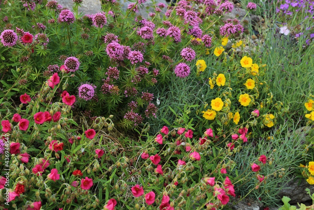 Close-up of rockery plants with flowers of different colours in bloom