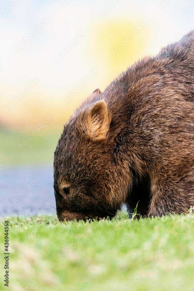 Wombat Wombat