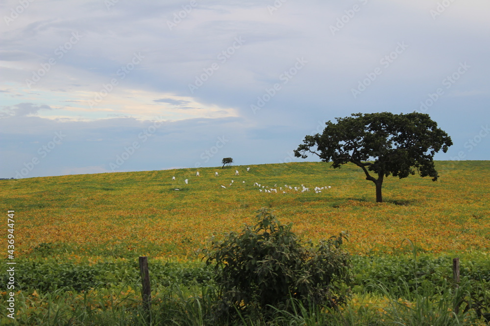 Fototapeta premium Nature, Birds Tree