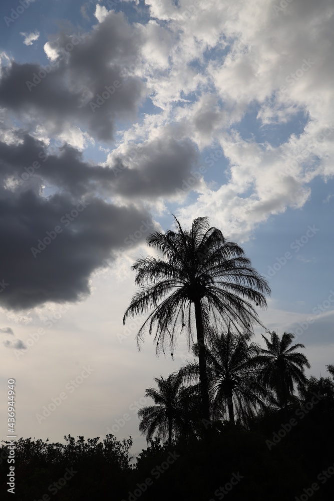 Fototapeta premium palm trees at sunset