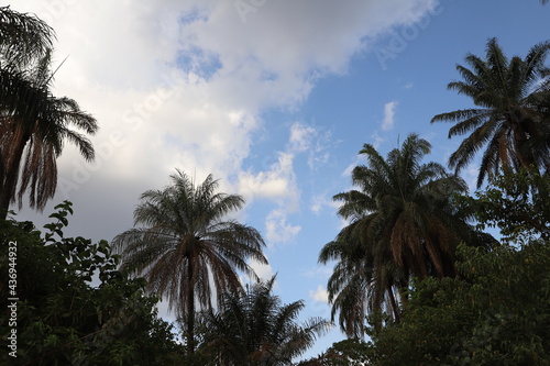 palm trees on the beach