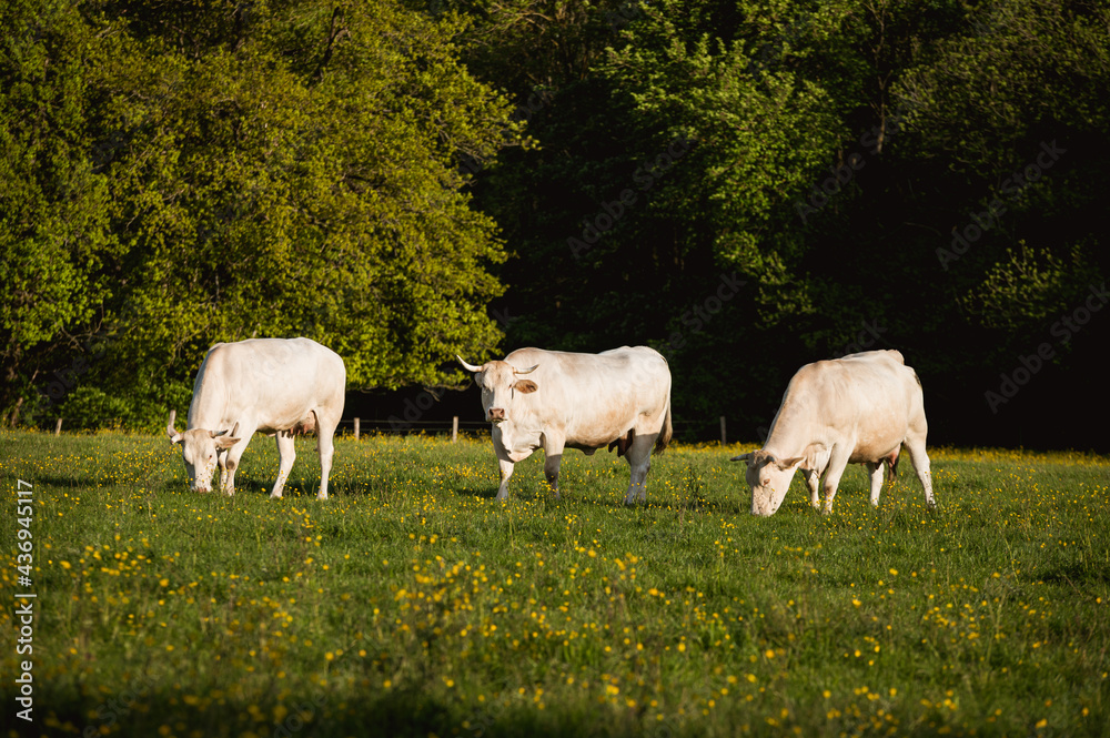 Vaches dans un pâturage en Normandie Vaches dans un pâturage en Normandie