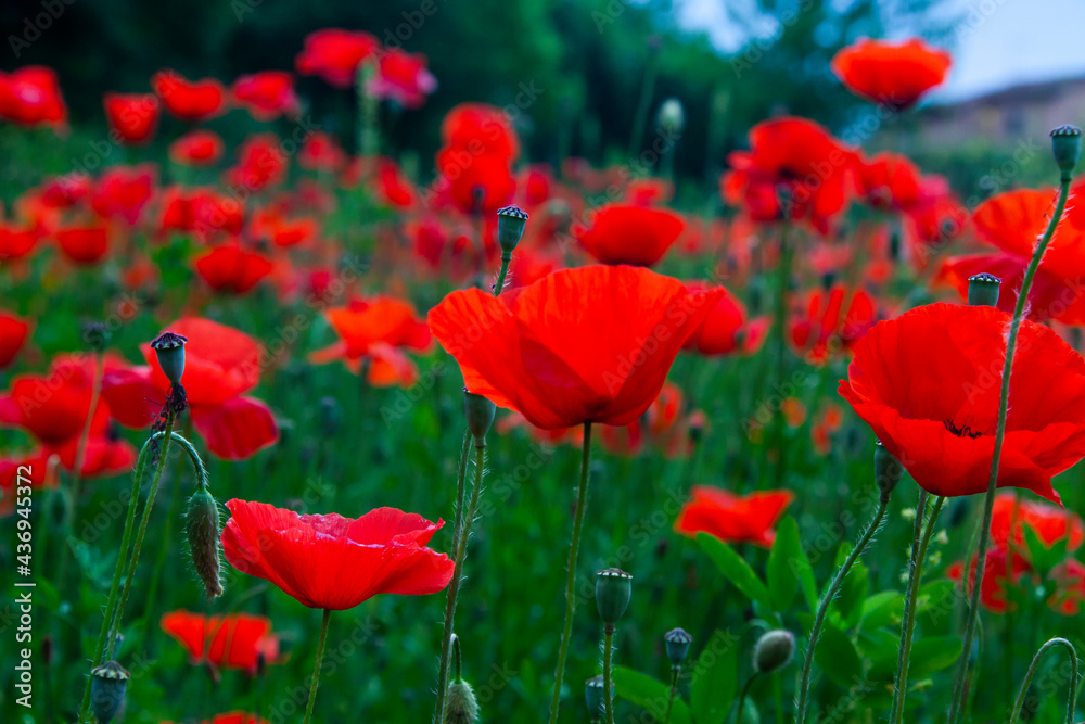 Fototapeta premium field of red poppies