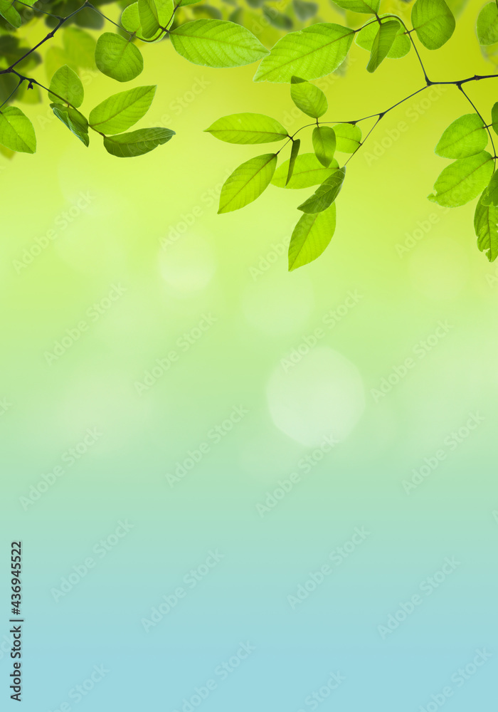 Obraz premium Tree branches with green leaves on a sunny day. Springtime or summer morning.