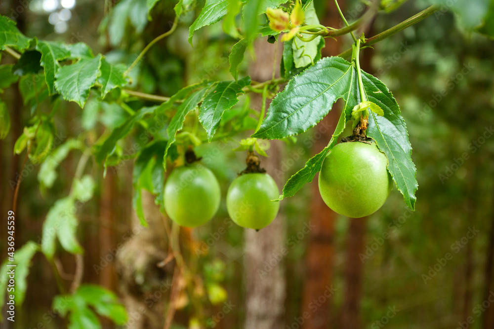 Fruit of the gulupa on the plant - Passiflora pinnatistipula