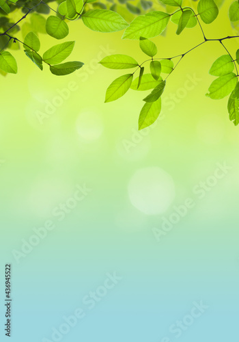 Tree branches with green leaves on a sunny day. Springtime or summer morning.