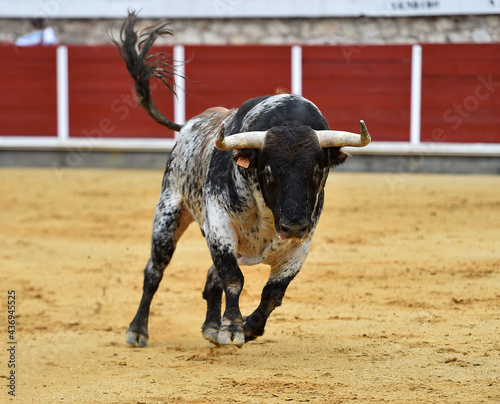 a spanish bull with big horns in the bullring in a traditional spectacle of bullfight