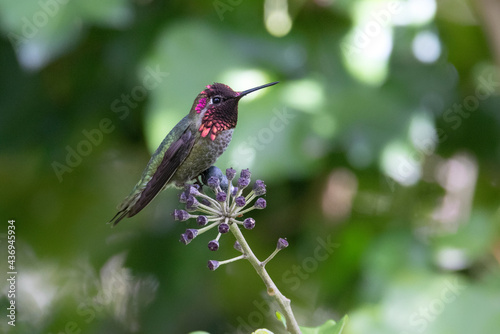 anna's hummingbird bird