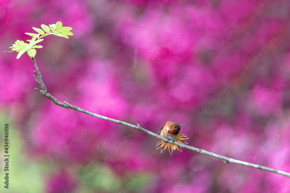 Fototapeta premium Rufous Hummingbird bird