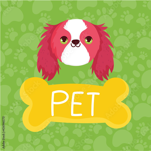 pet cute dog