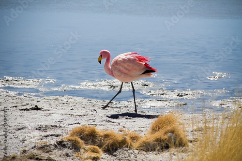 Flamingo in Uyuni, Bolivia