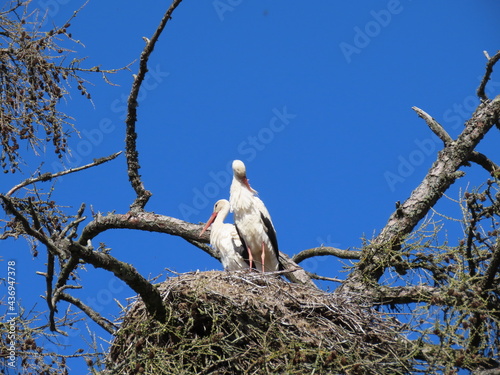 Stork in nest high on top of leafless larch tree in early spring in the biggest white stork 'Ciconia ciconia' colony in the Baltic states - Matisi, Latvia 