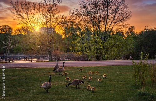 Leinwand Poster Goose Family Eating At Sunrise