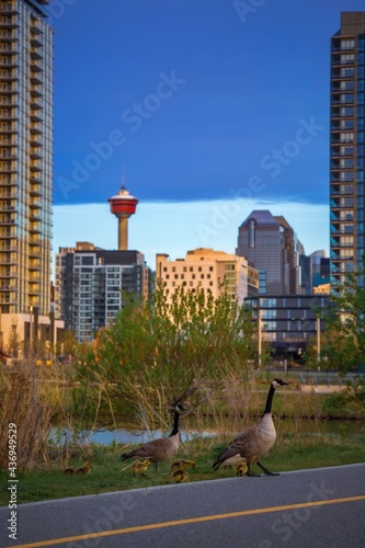 Foto Geese By Downtown Calgary