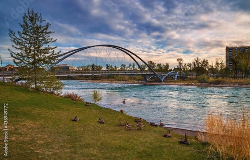 Konstfotografi Geese Hanging Out By The Bow River Valley At Sunrise