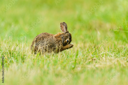 Prayerful Rabbit