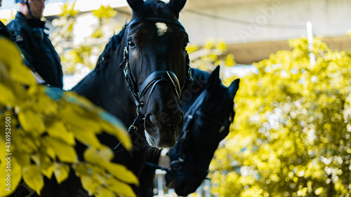 Obraz na płótnie Portrait of Dutch warmblood dressage horse