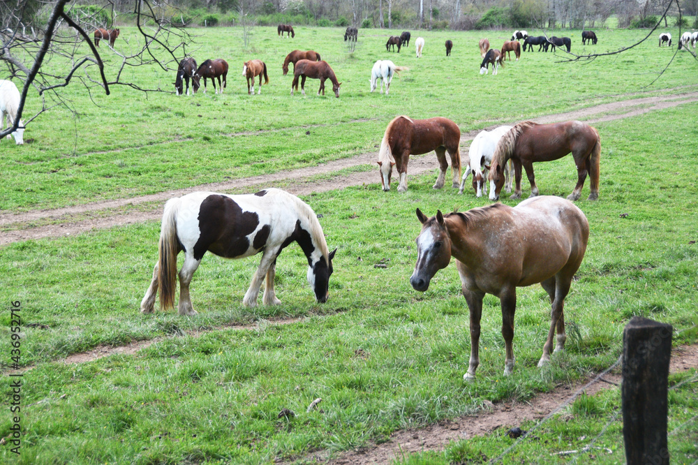 Herd of Horses Grazing