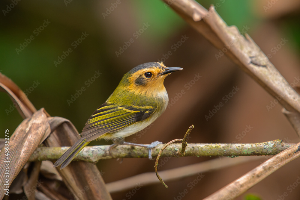 Closeup of a perched Ochre-faced Tody-Flycatcher (Poecilotriccus plumbeiceps)