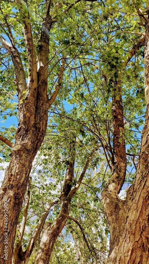 tree in the forest