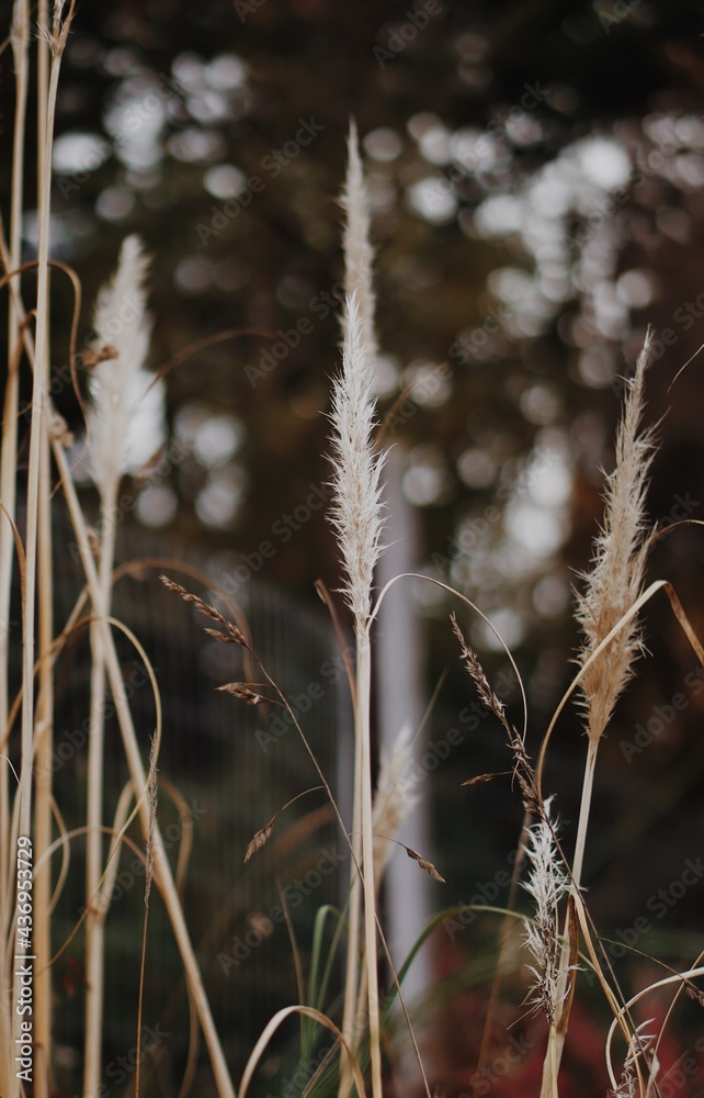 Fototapeta premium Plant