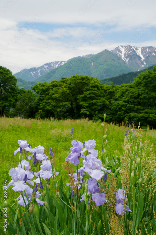 Obraz premium 岐阜県側から見る白山連峰