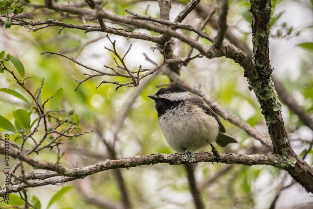 Naklejka premium Black Capped Chickadee sitting on tree branch.